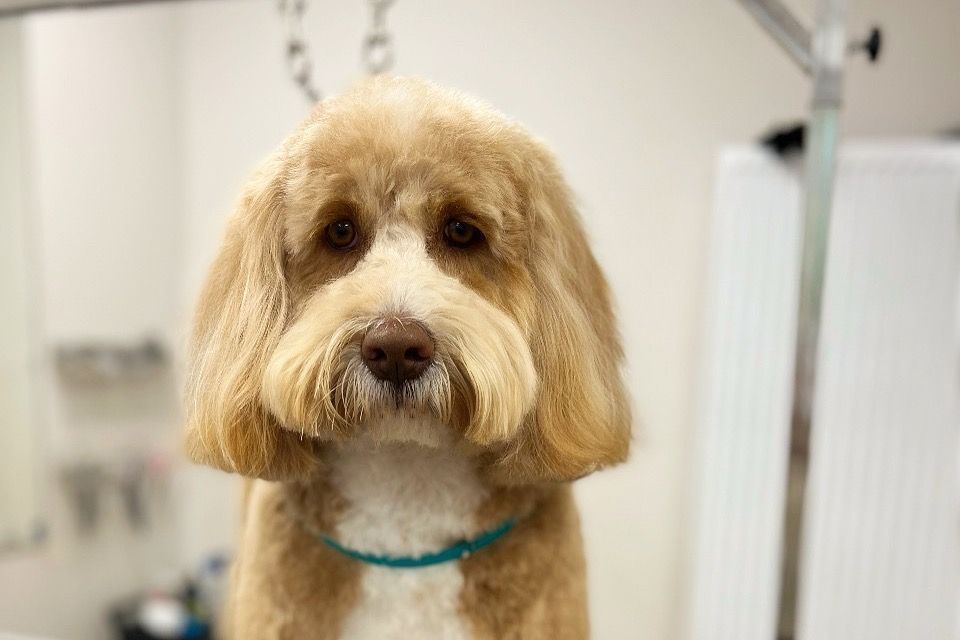 A freshly groomed cream dog at The Dog House salon