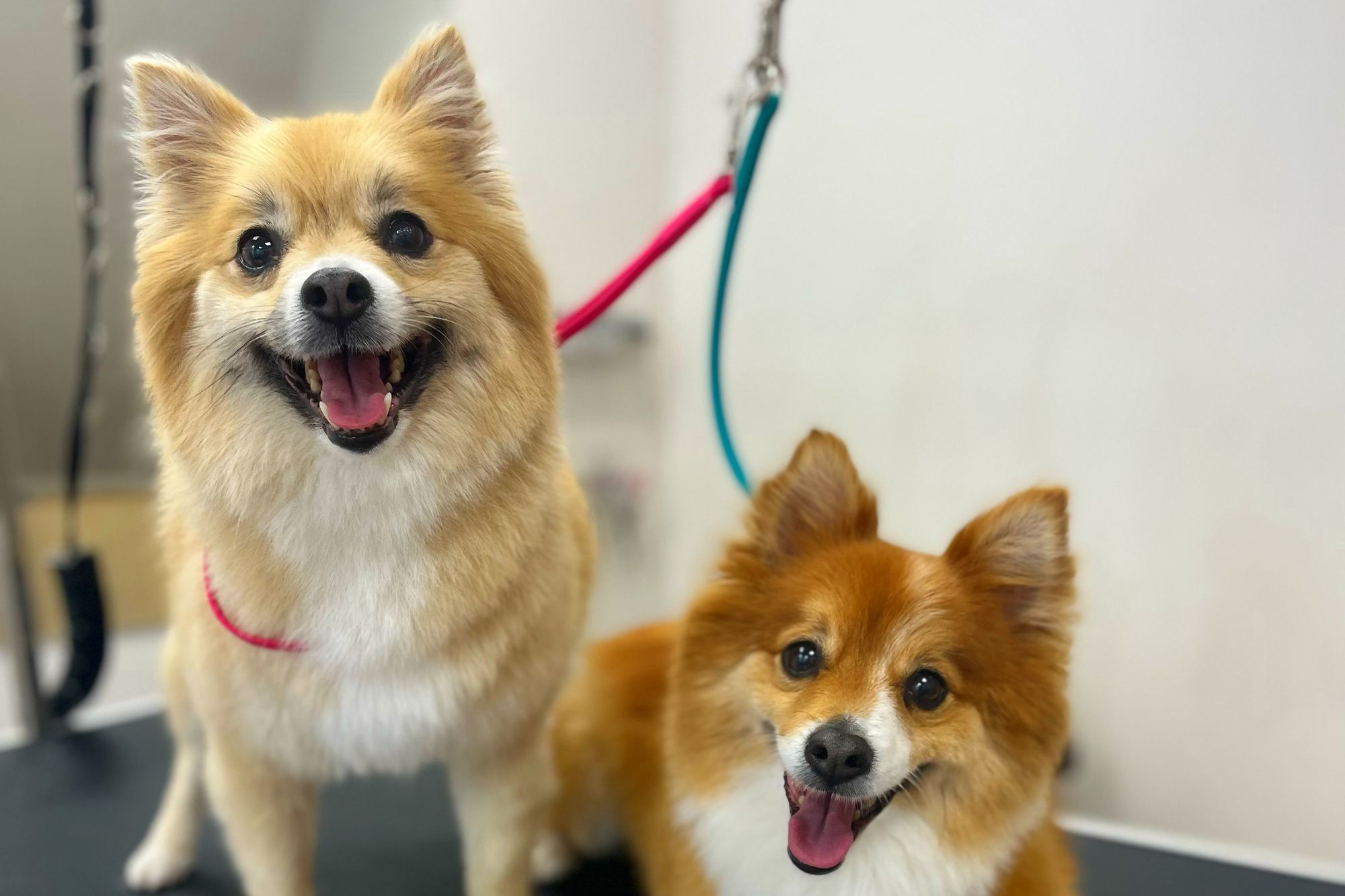 Two corgis at The Dog House grooming salon