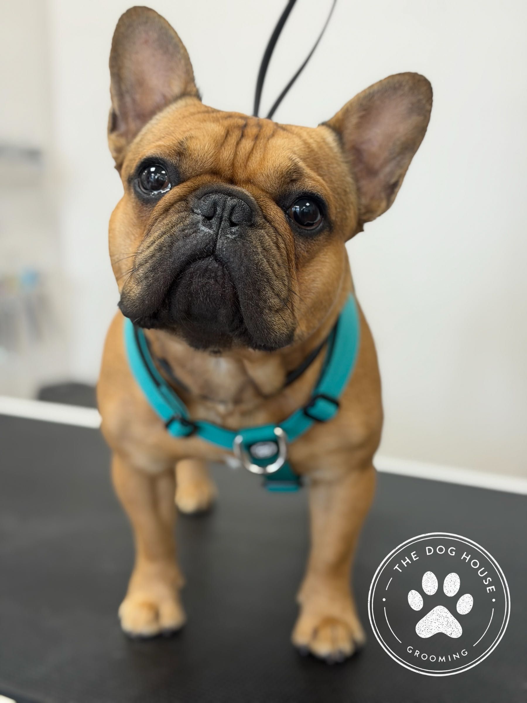 French bulldog wearing a teal harness after a groom