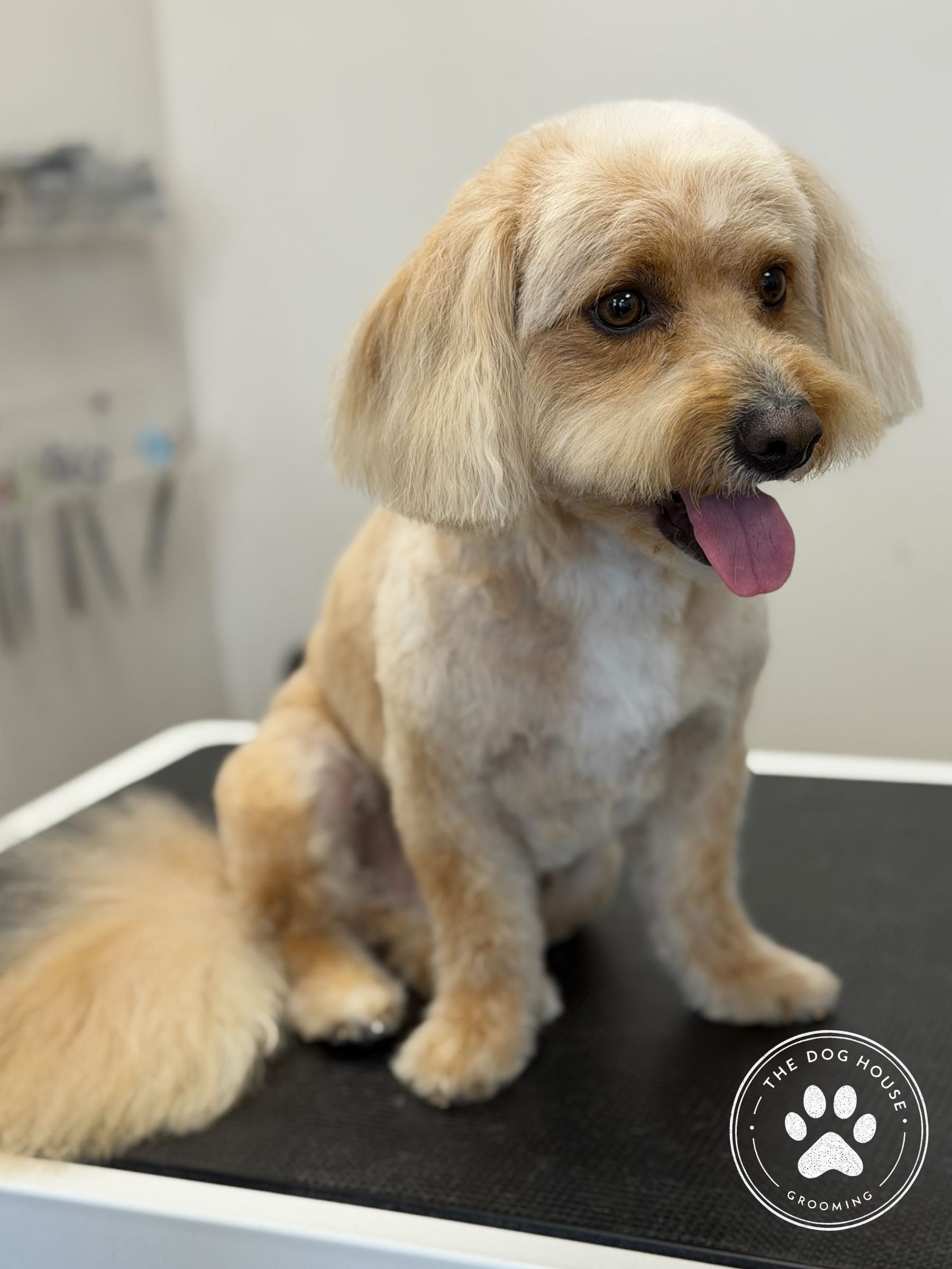A freshly groomed cream dog on the salon table