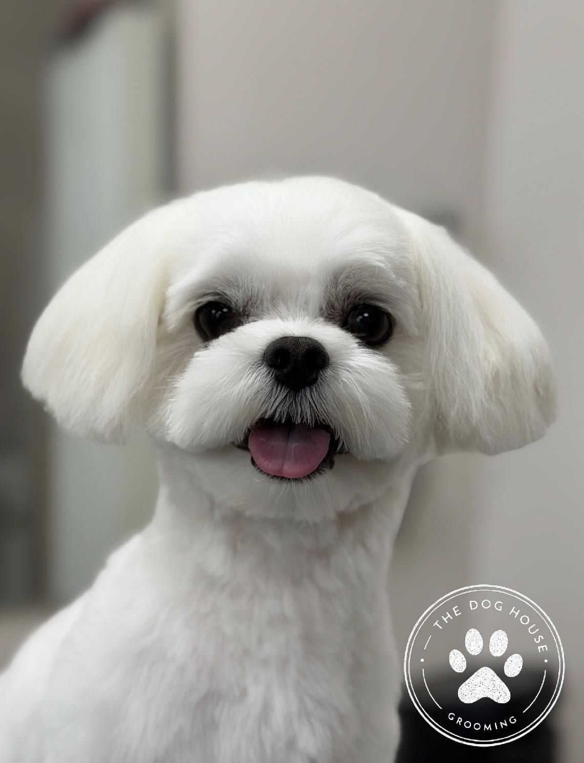 A small white dog after a salon groom